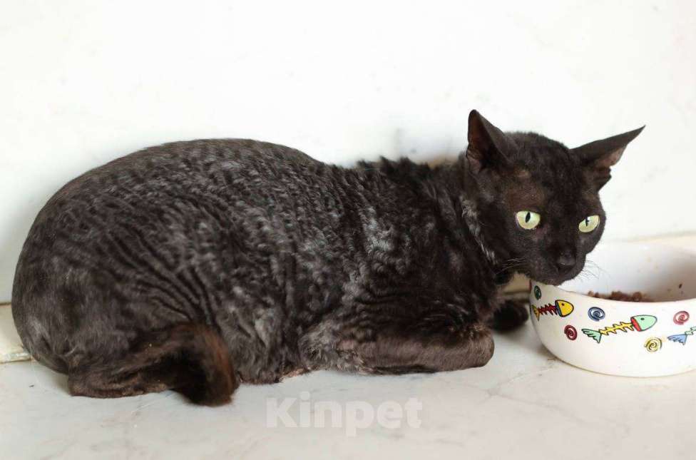 Кошки в Москве: Кошечка Арианна ищет дом! Девочка, Бесплатно - фото 4