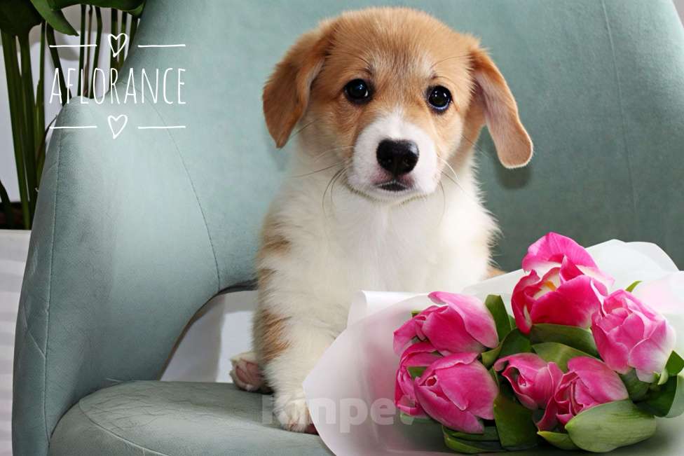 Собаки в Санкт-Петербурге: Щенок вельш корги пемброк Девочка, 80 000 руб. - фото 3