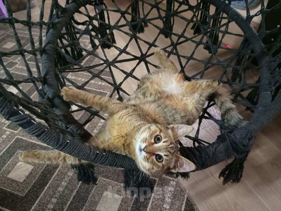 Кошки в Москве: Кристи ищет семью Девочка, Бесплатно - фото 1