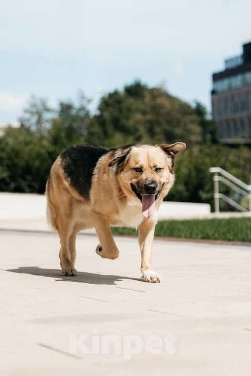 Собаки в Москве: Дынька ждёт своего человека. Мальчик, Бесплатно - фото 6