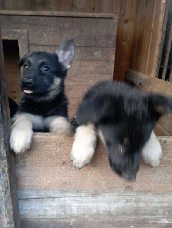 Собаки в других городах Московской области: Щенок ВЕО рождён 7 мая 2025. Прививка комплексная в 3 месяца, ветпаспорт. Растёт за городом.  Девочка, 18 000 руб. - фото 5