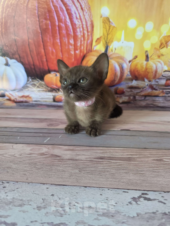 Кошки в других городах Ленинградской области: Бурманская девочка Мальчик, 45 000 руб. - фото 2