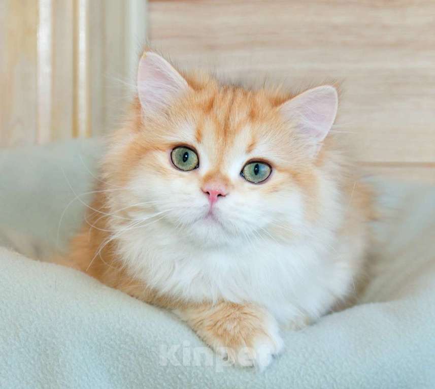 Кошки в Рыбинске: Британский длинношерстный 4 мес мальчик .золото Ny12 Мальчик, 25 000 руб. - фото 1