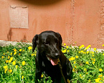 Собаки в Липецке: Спаниель для вязки, 550 руб. - фото 4