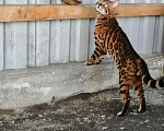 Кошки в Североморске: Вязка, 5 000 руб. - фото 8