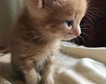 Кошки в Нововоронеже: Породистый котёнок, 1 500 руб. - фото 2
