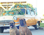 Собаки в Новосибирске: БУЛЬМАСТИФ, щенки, вязки,консультации, питомник Мальчик, 5 000 руб. - фото 4
