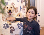 Собаки в Москве: Небольшая девчонка в добрые руки! Девочка, Бесплатно - фото 6