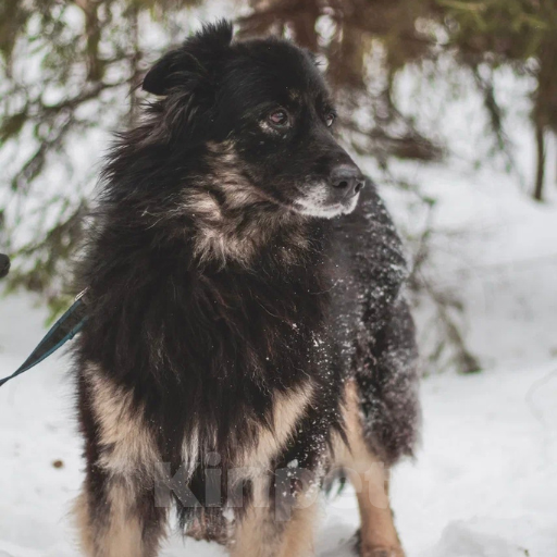 Собаки в Москве: Маша Девочка, Бесплатно - фото 2