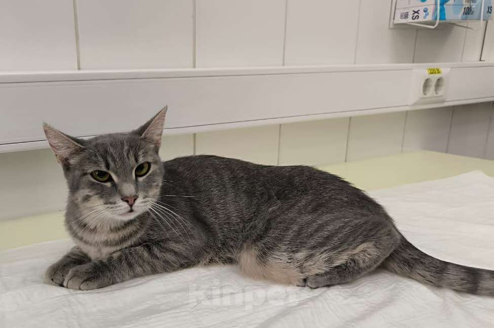 Кошки в Москве: Серо-дымчатая косенькая кошка Кося в дар Девочка, 1 руб. - фото 2