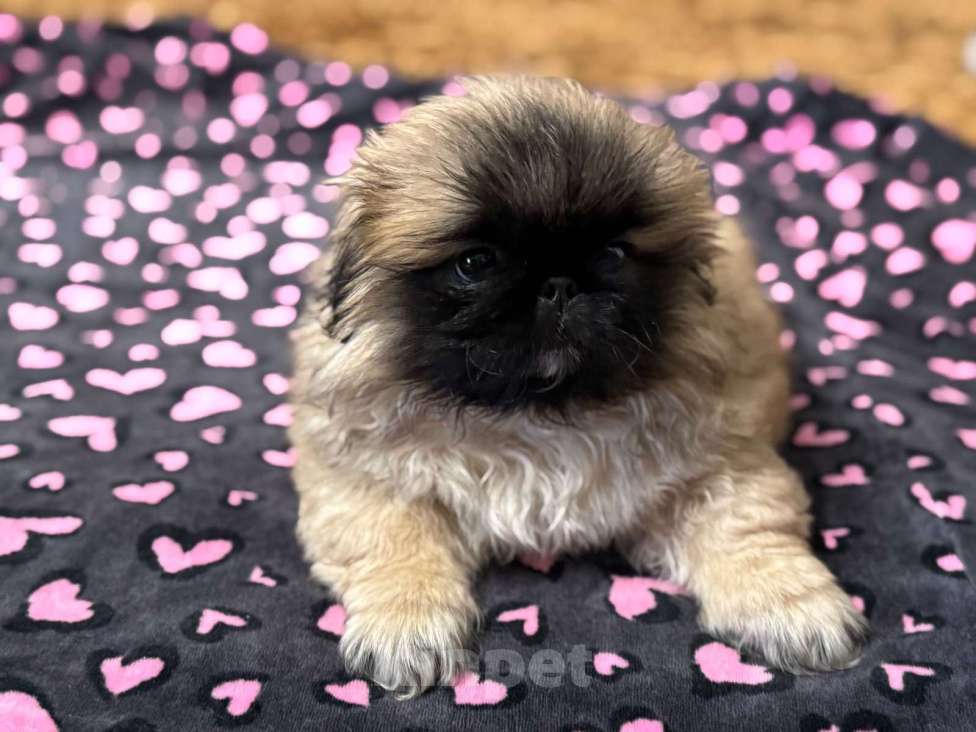 Собаки в Кургане: Щенки пекинеса Мальчик, 20 000 руб. - фото 2