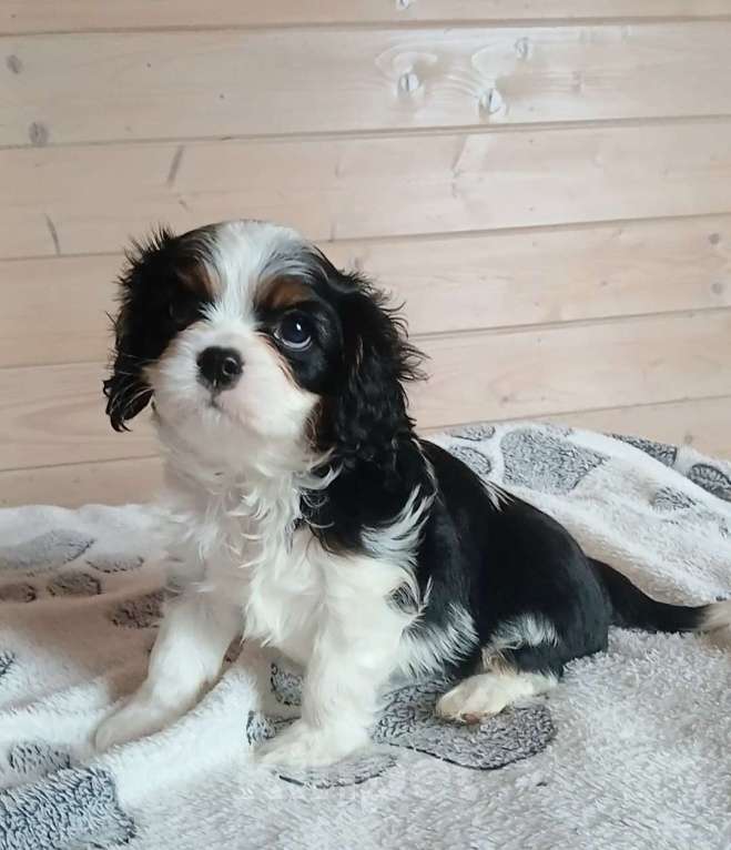 Собаки в Москве: Щенки Кавалер Кинг Чарльз спаниель  Мальчик, Бесплатно - фото 5