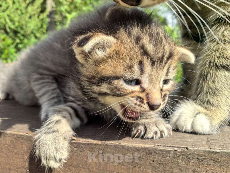 Кошки в Талдоме: Хорошие котята в добрый руки + подарки Девочка, Бесплатно - фото 4