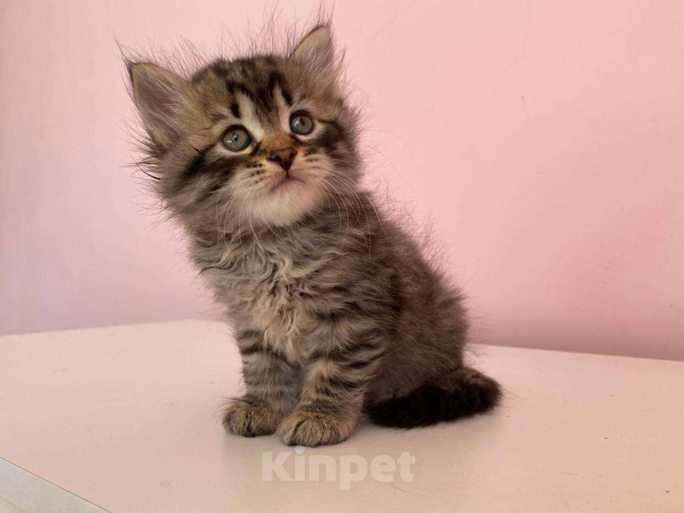 Кошки в Краснодаре: Котик лесного окраса Мальчик, 35 000 руб. - фото 3