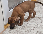 Собаки в Киржаче: Щенки родезийского риджбека Мальчик, Бесплатно - фото 4