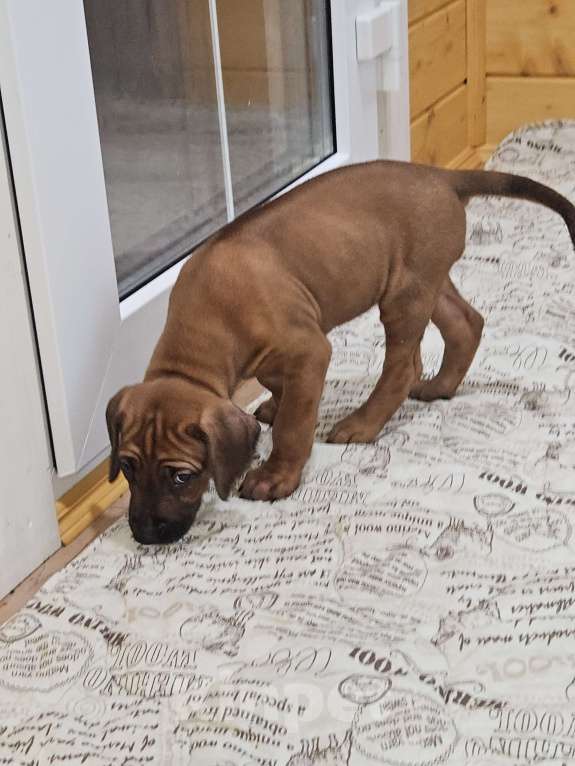 Собаки в Киржаче: Щенки родезийского риджбека Мальчик, Бесплатно - фото 4