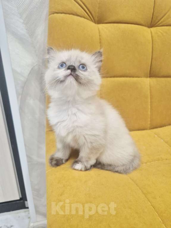 Кошки в Москве: Рэгдолл девочка  Девочка, 40 000 руб. - фото 8