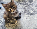 Кошки в Санкт-Петербурге: Котёнок Мейн кун  девочка Девочка, Бесплатно - фото 1