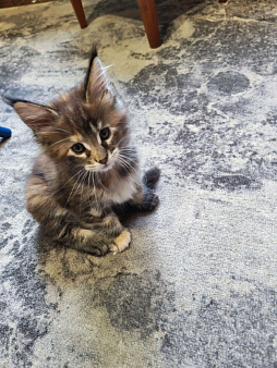 Котёнок Мейн кун  девочка