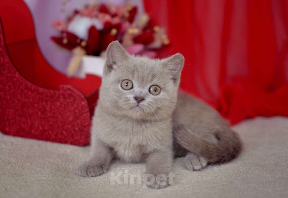 Кошки в Санкт-Петербурге: Британский котик классического лилового окраса Мальчик, 50 000 руб. - фото 5