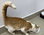 Кошки в Санкт-Петербурге: Самый ласковый котик Мальчик, Бесплатно - фото 3