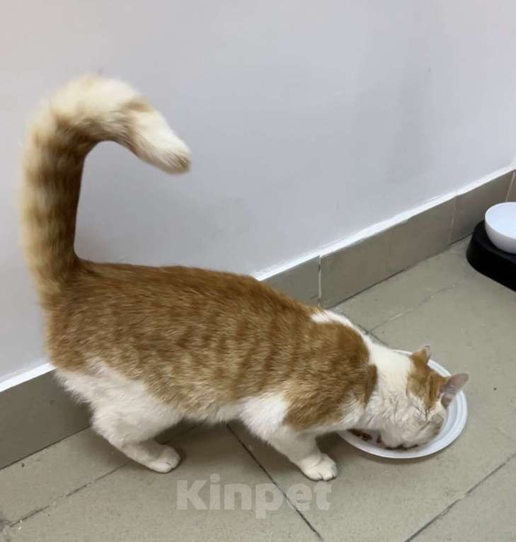Кошки в Санкт-Петербурге: Самый ласковый котик Мальчик, Бесплатно - фото 3