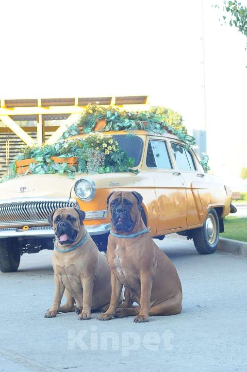 Собаки в Новосибирске: БУЛЬМАСТИФ, щенки, вязки,консультации, питомник Мальчик, 5 000 руб. - фото 4
