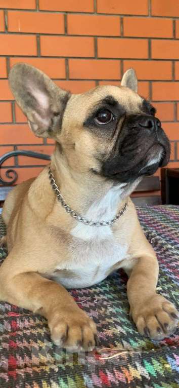 Собаки в Ростове-на-Дону: Щенок французского бульдога Мальчик, 25 000 руб. - фото 2