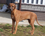 Собаки в Москве: Мальчик родезийского риджбека Мальчик, 60 000 руб. - фото 3