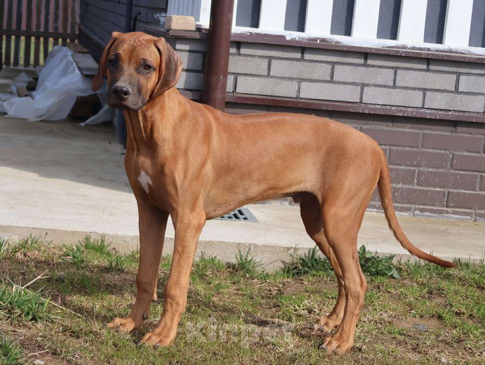 Собаки в Москве: Мальчик родезийского риджбека Мальчик, 60 000 руб. - фото 3