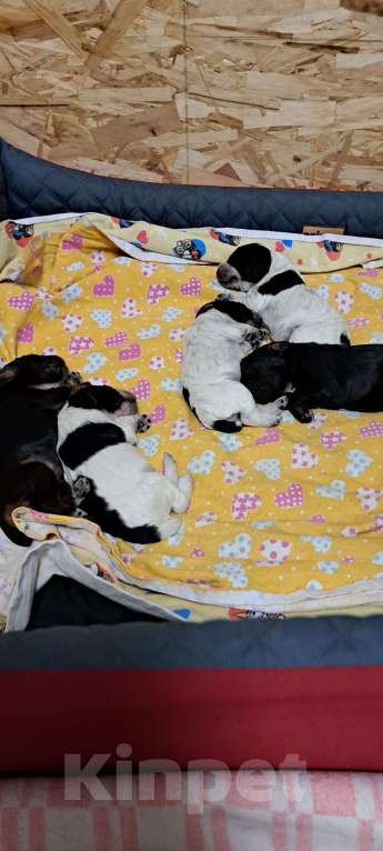 Собаки в Москве: Зита Девочка, 70 000 руб. - фото 2