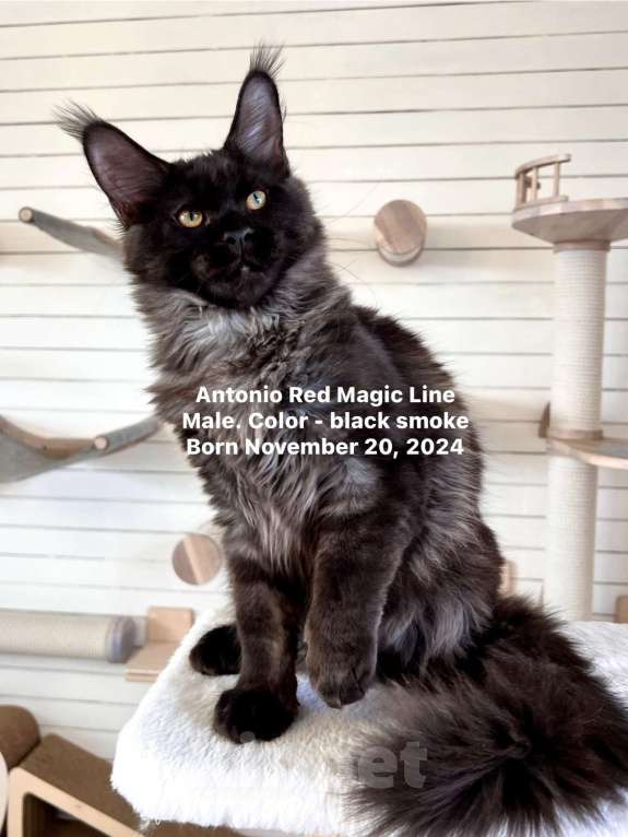 Кошки в Наро-Фоминске: Antonio. Male. MCO ns Born 20.11.2024 Мальчик, 100 000 руб. - фото 4