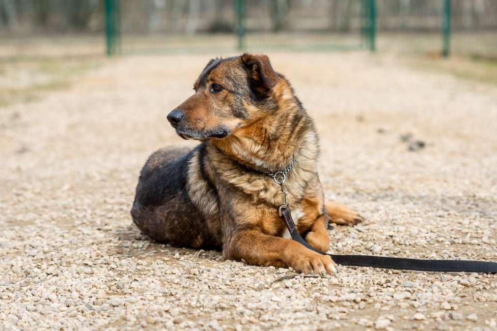 Собаки в Москве: Валик Мальчик, Бесплатно - фото 6