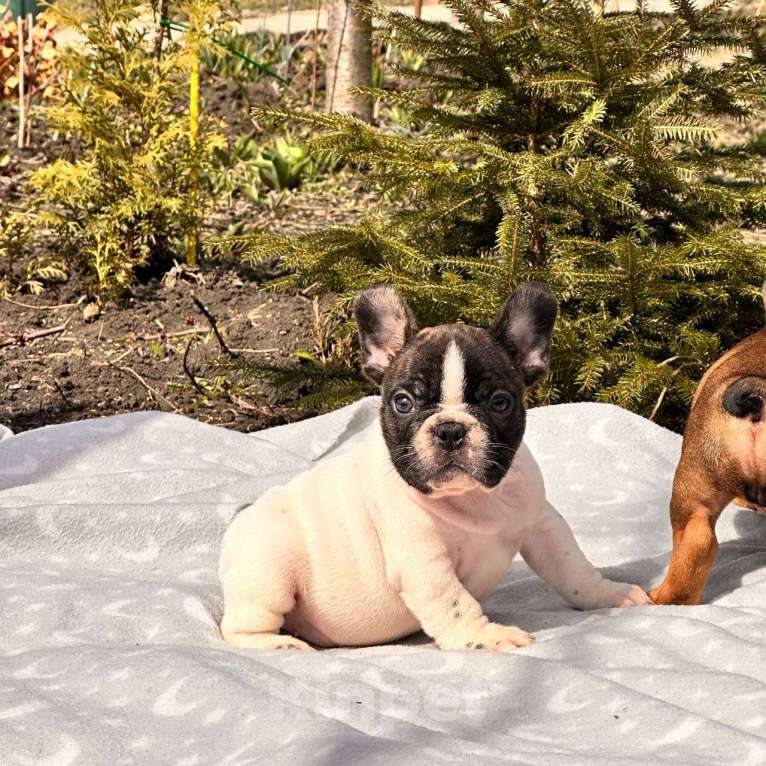 Собаки в Москве: Мальчик стандарт РКФ бело тигровый Мальчик, Бесплатно - фото 3