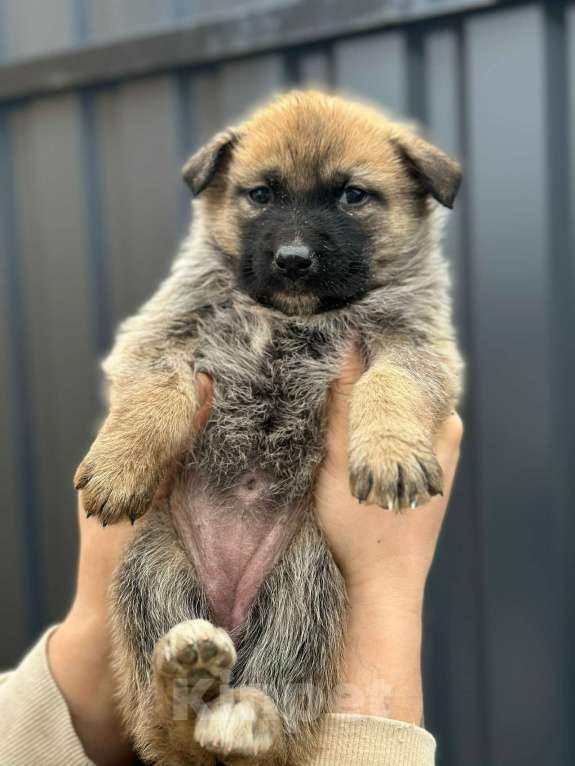 Собаки в Ногинске: Славный щенок в добрые руки Мальчик, Бесплатно - фото 3