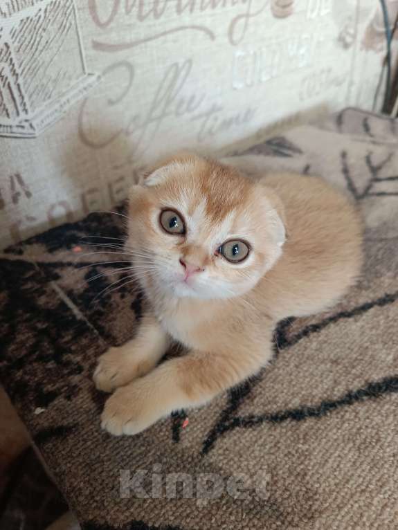 Кошки в Екатеринбурге: Вислоухая девочка окраса ny11 Девочка, 16 000 руб. - фото 3