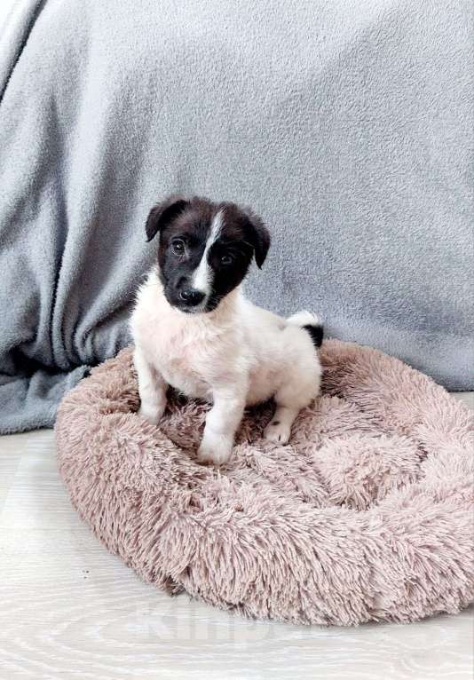 Собаки в Санкт-Петербурге: Маленький хорошенький белый щенок Мальчик, Бесплатно - фото 3