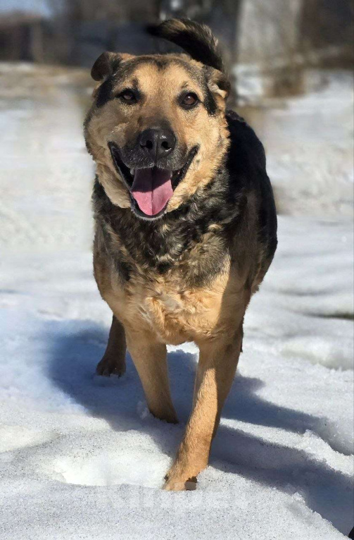 Собаки в Королеве: Очаровательный красавец Дилан разыскивает своего человека! Мальчик, Бесплатно - фото 1