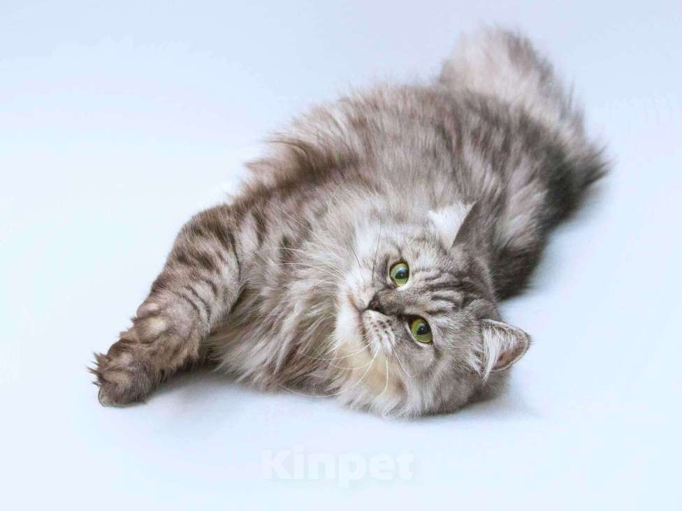 Кошки в Москве: Ласковая пушистая кошка Мисо в добрые руки Девочка, Бесплатно - фото 3