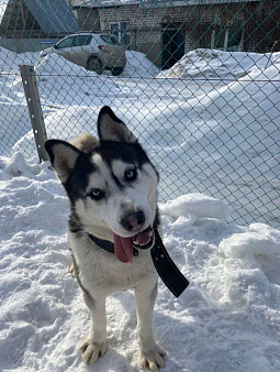 Пропала собака