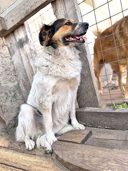 Собаки в Липецке: Ищем дом для Санты, собаки светлой души Девочка, 10 руб. - фото 7