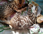 Кошки в Гатчине: Продажа котят бенгала Мальчик, 1 руб. - фото 8