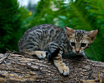 Кошки в Москве: Бенгальский котенок Мальчик, 20 000 руб. - фото 4