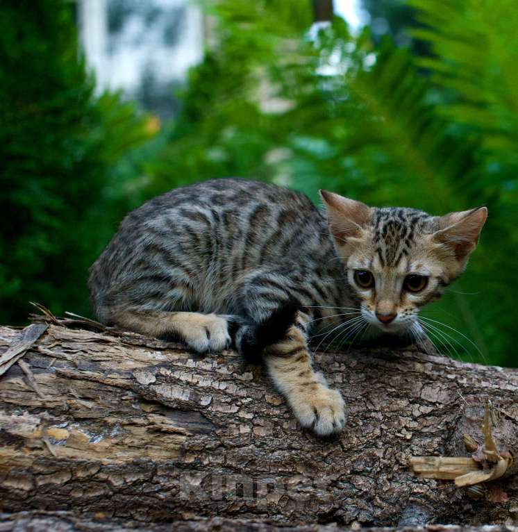 Кошки в Москве: Бенгальский котенок Мальчик, 20 000 руб. - фото 4