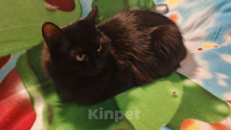 Кошки в Санкт-Петербурге: Пушинка Девочка, Бесплатно - фото 3