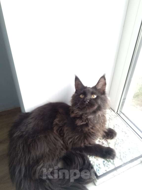 Кошки в Ульяновске: Продам котёнка породы мейн-кун Мальчик, Бесплатно - фото 4