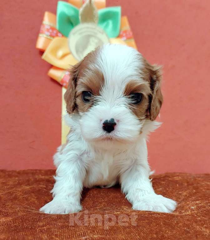 Собаки в Белгороде: Щенки кавалер кинг чарльз спаниель мальчики и девочки  Девочка, Бесплатно - фото 1