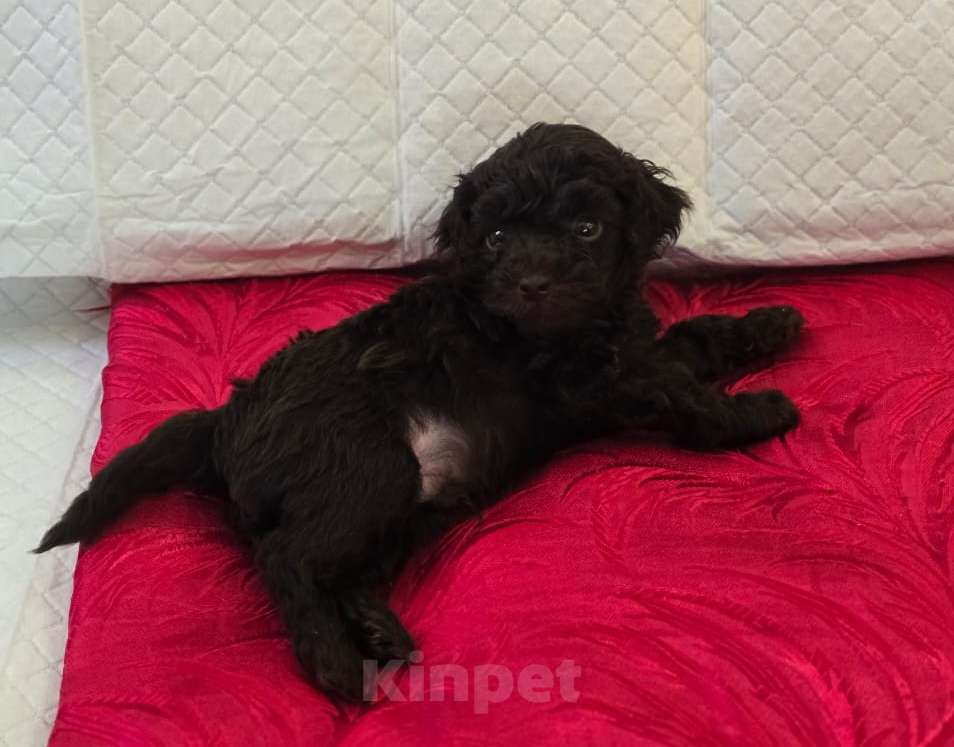 Собаки в Геленджике: Той пудель коричневый мальчик Мальчик, 99 999 руб. - фото 3