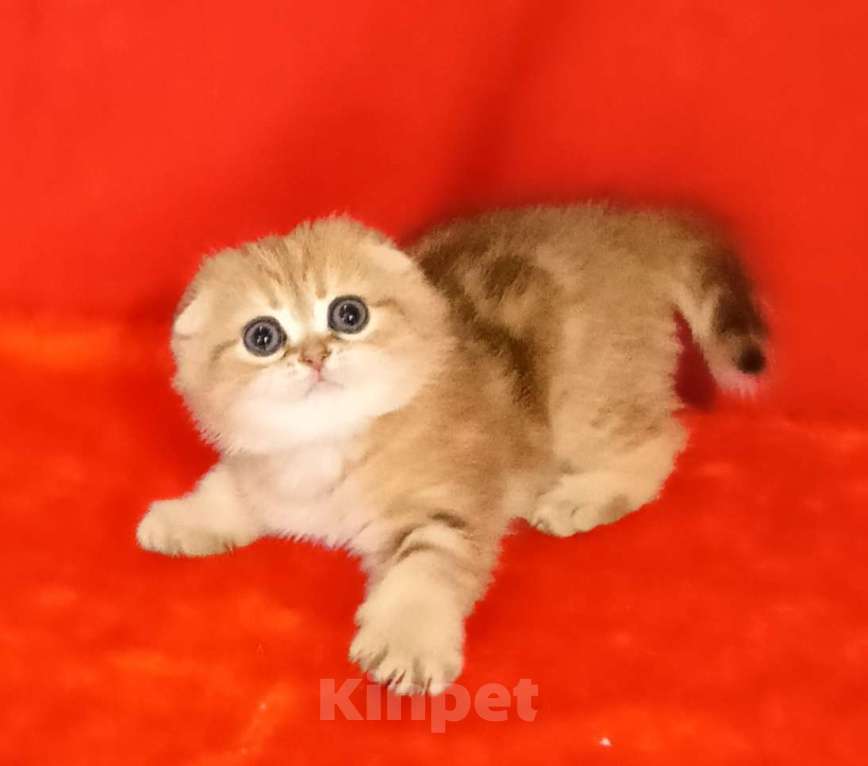 Кошки в Москве: золотая мраморная вислоухая кошечка Девочка, 35 000 руб. - фото 1