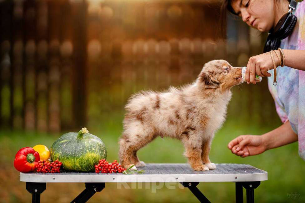 Собаки в Москве: Мальчик красный мрамор  Мальчик, Бесплатно - фото 2